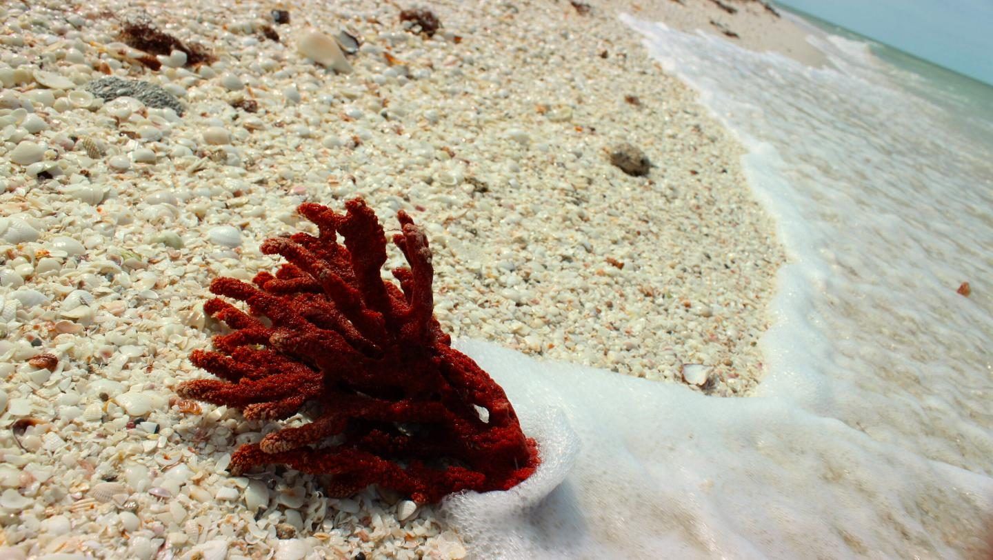 Coral rojo sobre una playa de arena y conchas