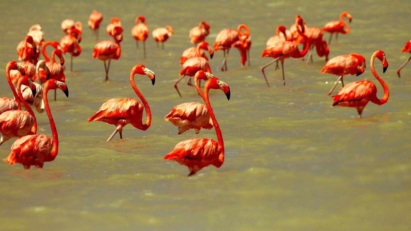 Flamingos en agua verde